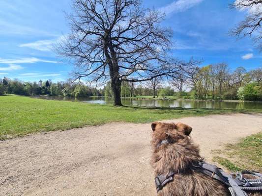 Hundeauslaufgebiet-Schönbusch-Bild