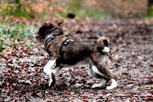 Fotochallenge 66 ~ Rennaction -Zeig deinen Hund im Lauf-Beitrag-Bild