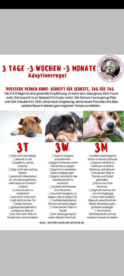 Hilfe Angsthund-Beitrag-Bild