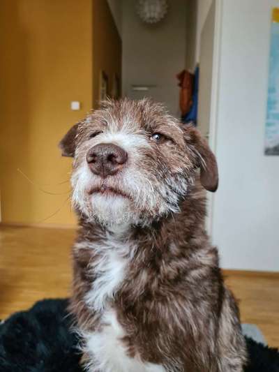 grumpy dog 😅-Beitrag-Bild