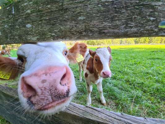 Hundehotel-Beitrag-Bild