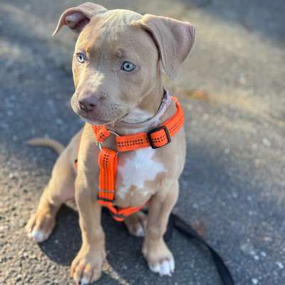 Hundetreffen-Social Walk Partner gesucht-Bild
