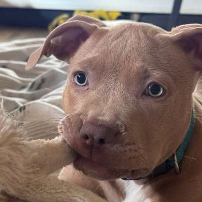 Hundetreffen-Social Walk Partner gesucht-Bild