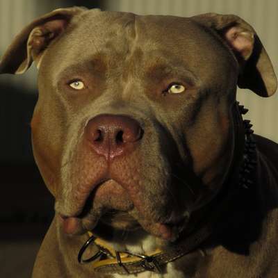 Hundetreffen-Spielpartner-Bild