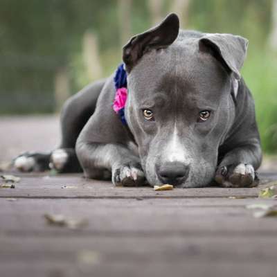 Hundetreffen-Spielkameraden für Treffen zum Toben gesucht-Bild