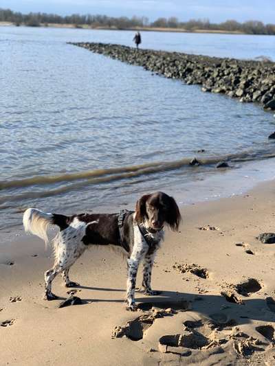 Kleiner Münsterländer!-Beitrag-Bild