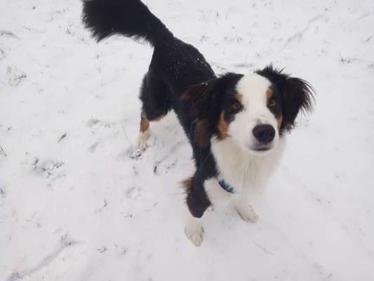 Australian Shepherd Freunde/innen-Beitrag-Bild