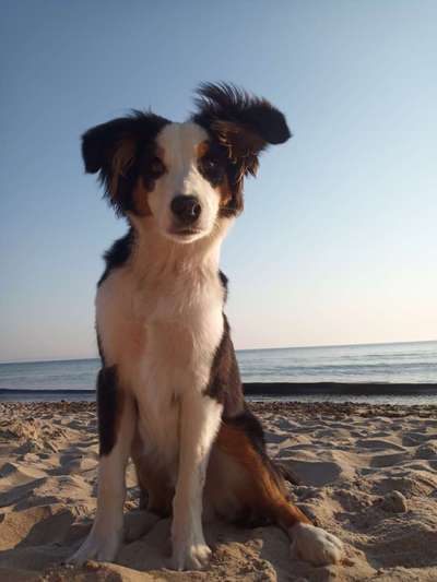 Die Dogorama Kalender Challenge 4/4-Beitrag-Bild