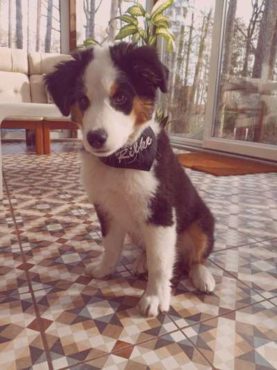 Welpen Bilder !-Beitrag-Bild