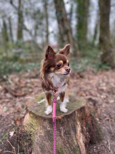 Wo sind die Chihuahua Besitzer ?-Beitrag-Bild