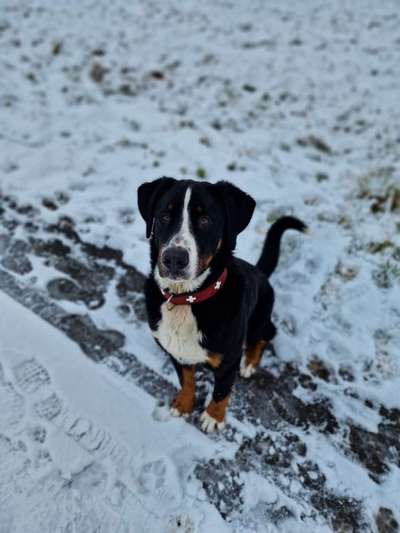 Schweizer Sennenhunde-Beitrag-Bild