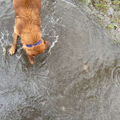 Hundetreffen-Charly sucht 🐾 Spiel Gefährten 🐕🐶-Bild