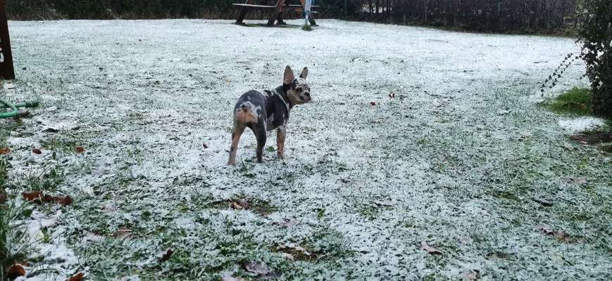 Hundetreffen-Welpentreff-Bild