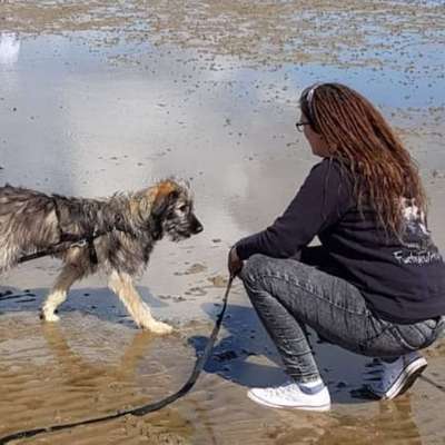 Hundetreffen-Gemeinsamer Spaziergang / Hundetreff