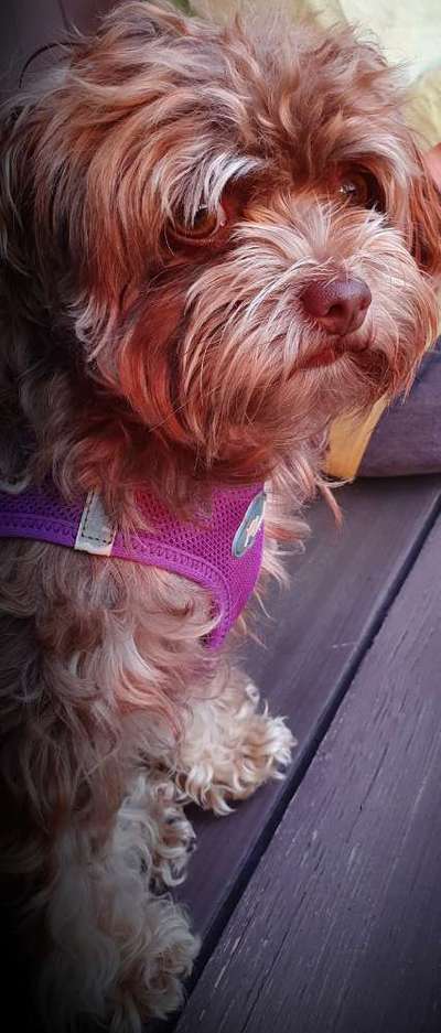 Hundetreffen-Laufen mit Amadisli-Bild