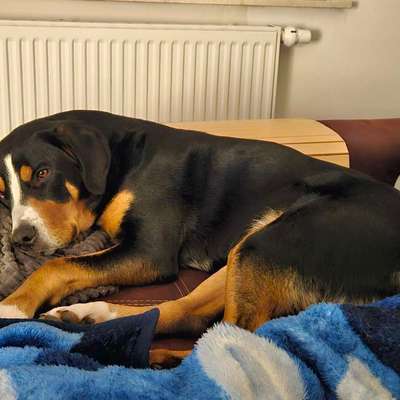 Hundetreffen-Gassifreunde gesucht-Bild