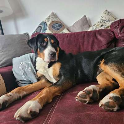 Hundetreffen-Üben, Üben und nochmal Üben-Bild