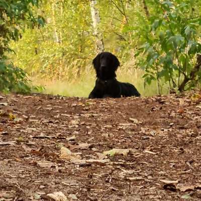 Hundetreffen-Gassirunde und Spielen in und um Watenbüttel-Bild