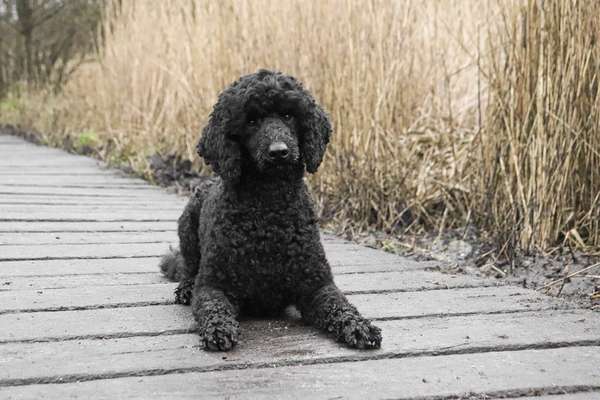 Hundetreffen-Spieltreff - Gassitreff-Bild