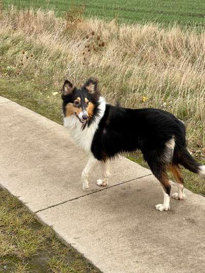 Welpenfotos-Beitrag-Bild