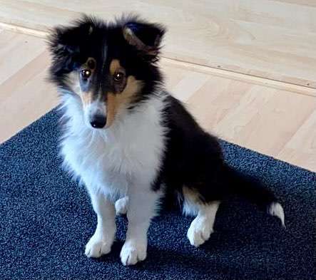 Welpenfotos-Beitrag-Bild