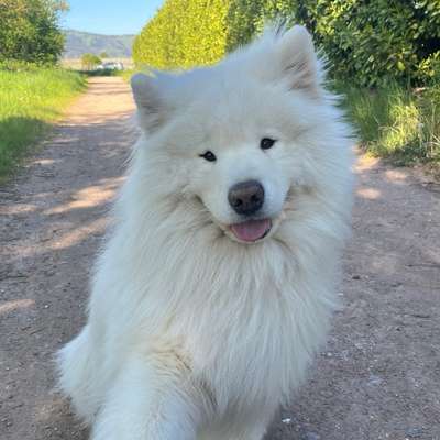 Hundetreffen-Hundebegegnung an der Leine-Bild