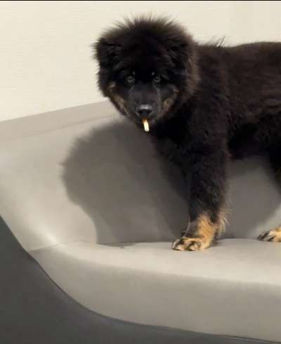 Nicht ganz alltägliche Hundenamen.
Wie kreativ wart ihr?-Beitrag-Bild