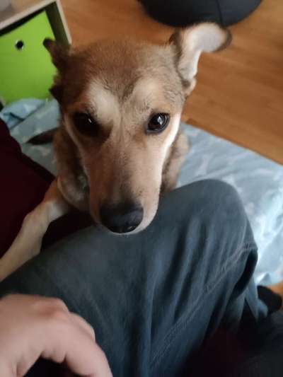 Dogorama Photo Challenge - Hundeblick zum hinschmelzen-Beitrag-Bild