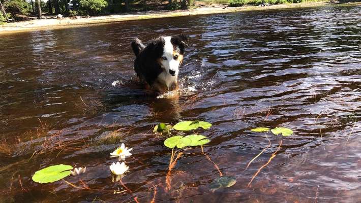 Die Dogorama Kalender Challenge Titelbild-Beitrag-Bild