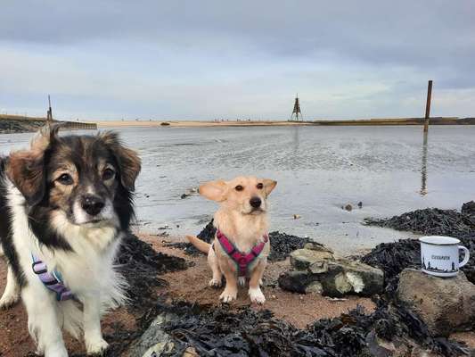 Hundetreffen-Gemeinsames Gassi gehen-Bild