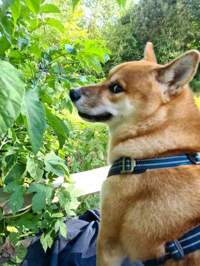 Shiba Inu und andere japanische Rassen!-Beitrag-Bild