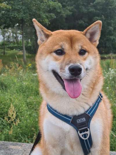 Shiba Inu und andere japanische Rassen!-Beitrag-Bild