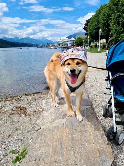 Shiba Inu und andere japanische Rassen!-Beitrag-Bild