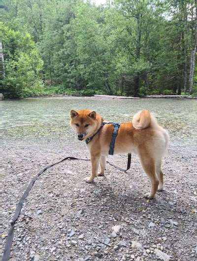 Shiba Inu und andere japanische Rassen!-Beitrag-Bild