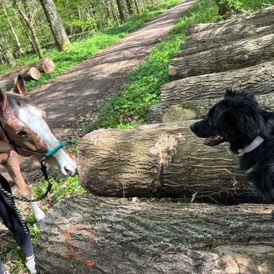 Hundetreffen-Epilepsie beim Hund-Bild