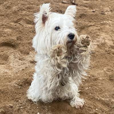 Hundetreffen-Hundesport-Profilbild