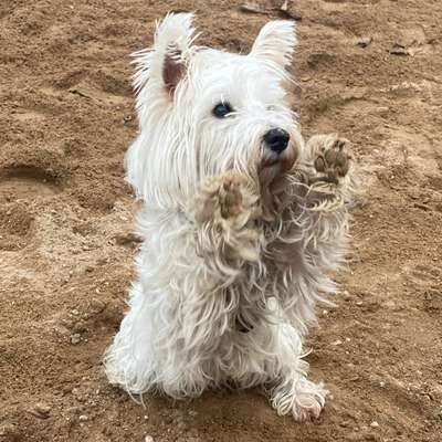 Hundetreffen-Hundesport