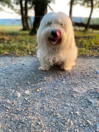 Fotochallenge Nr. 59 - Mein Hund zeigt die Zunge-Beitrag-Bild