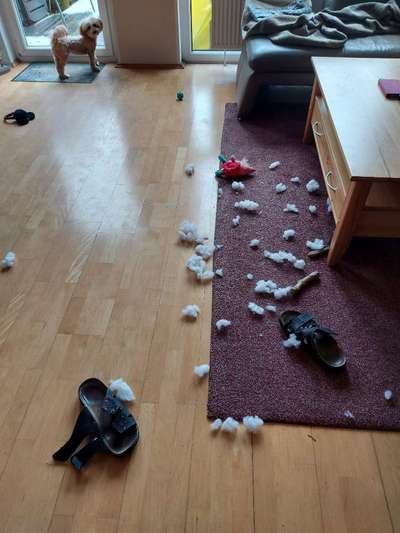 Chaos in der Bude-Beitrag-Bild