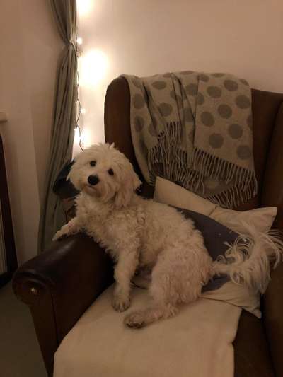 Tierschutzhunde suchen ein Zuhause-Beitrag-Bild