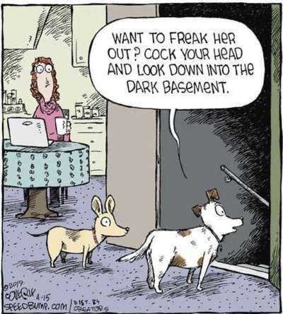 Hunde Memes-Beitrag-Bild