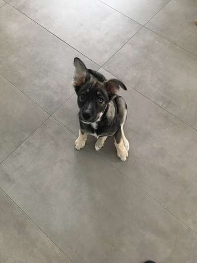 Welpen Bilder !-Beitrag-Bild