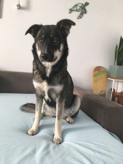 Schäferhund-Beitrag-Bild