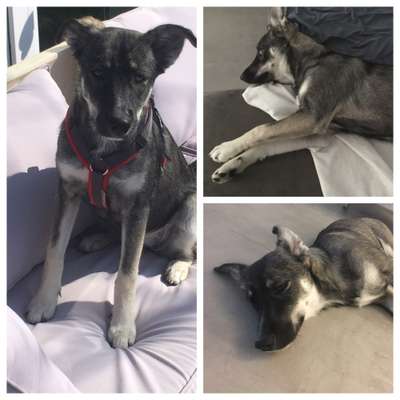 Mischlinge raten - Rätselspaß-Beitrag-Bild