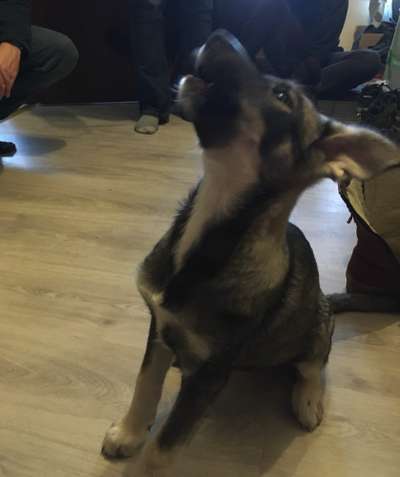 Zoobesuch mit Hund; wie reagieren eure Hunde auf die unterschiedlichen Tierarten...?-Beitrag-Bild