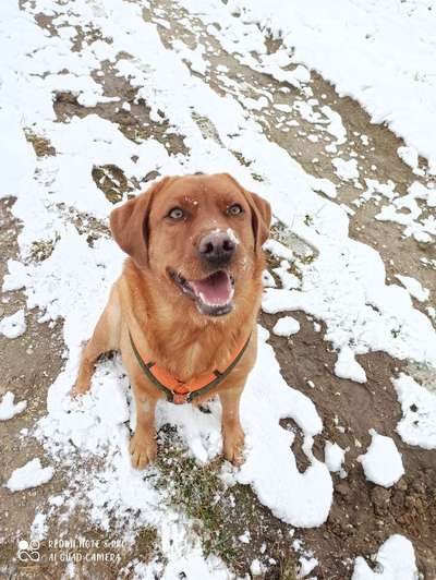 Die Dogorama Kalender Challenge Teil 2/4-Beitrag-Bild