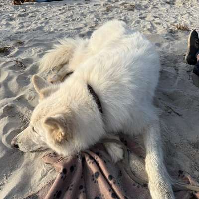 Hundetreffen-Training/Social Walk-Bild