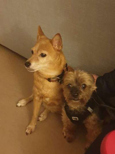 Unsere Fellnasen im Regenbogenland-Beitrag-Bild