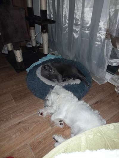 Hund und Katz Momente-Beitrag-Bild