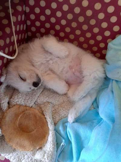 Welpen Bilder !-Beitrag-Bild